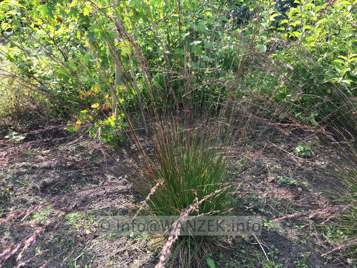 Molinia caerulea Edith Dutzus.JPG